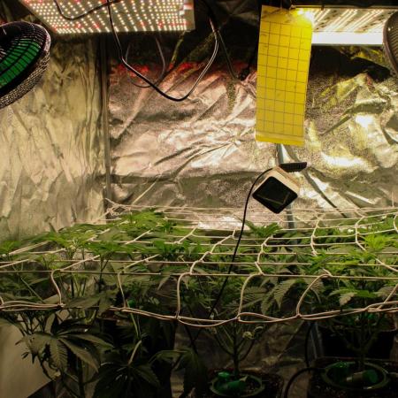 Blemics GrowDiaries '5