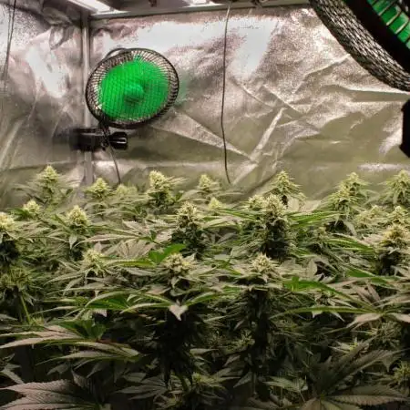 Blemics_ Growdiaries ´3