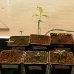 Blemics GrowDiaries '4