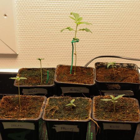 Blemics GrowDiaries '4