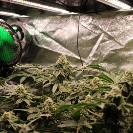 Blemics GrowDiaries '4