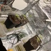 Blemics GrowDiaries '5