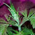 Lemonberry Haze Auto 