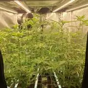 short 2x2 pt 2