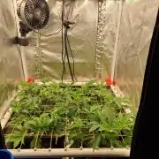 short 2x2 pt 2