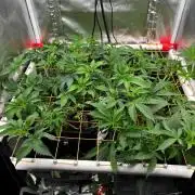 short 2x2 pt 2