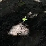 Ralph's Journey-1stgrowwhatcouldgowrong?