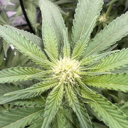 Barney & Fred - Tropicana Cookies Purple