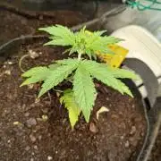 Fresh start Grow 1/2 [3]