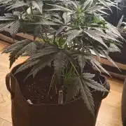 Banana Cherry Cookies Auto Fast Buds