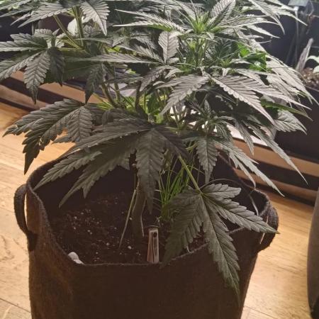 Banana Cherry Cookies Auto Fast Buds