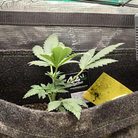 The Splendor of Winter