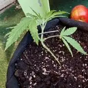 420 Fast Surprise Rocket