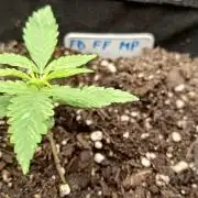 420 Fast Surprise Rocket