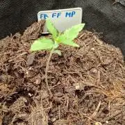 420 Fast Surprise Rocket
