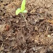 420 Fast Surprise Rocket
