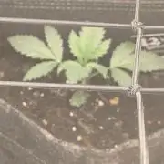 The Splendor of Winter