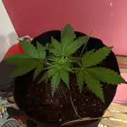 The Splendor of Winter