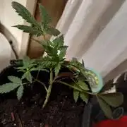 The Splendor of Winter