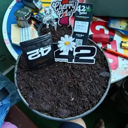 A M*fcking Cola Bonsai
