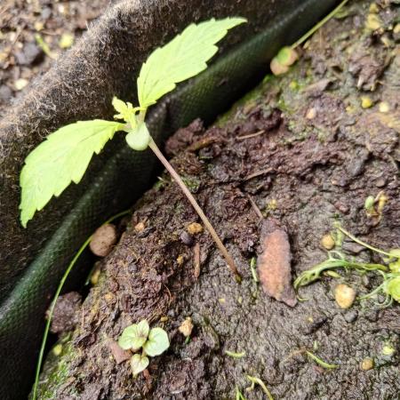 ~ * + Round 2 .1 + * ~