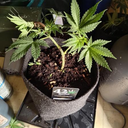 The Splendor of Winter