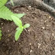 The Splendor of Winter