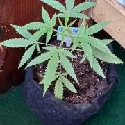 420 Fast Surprise Rocket