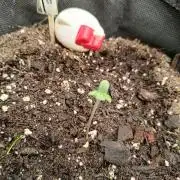 Banana Cherry Cookies Auto Fast Buds