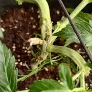 Banana Cherry Cookies Auto Fast Buds