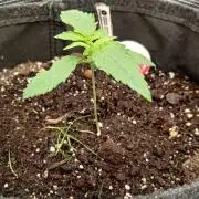 Banana Cherry Cookies Auto Fast Buds