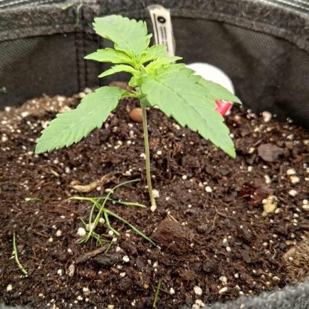 Banana Cherry Cookies Auto Fast Buds
