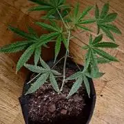 420 Fast Surprise Rocket