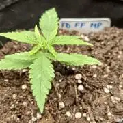 420 Fast Surprise Rocket