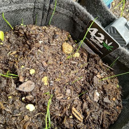 ~ * + Round 2 .1 + * ~