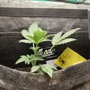 The Splendor of Winter