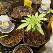 Fresh start Grow [3]