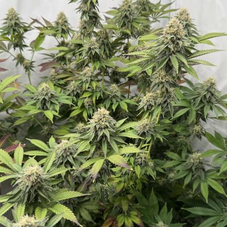 Fastbuds