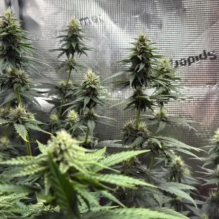 FastBuds