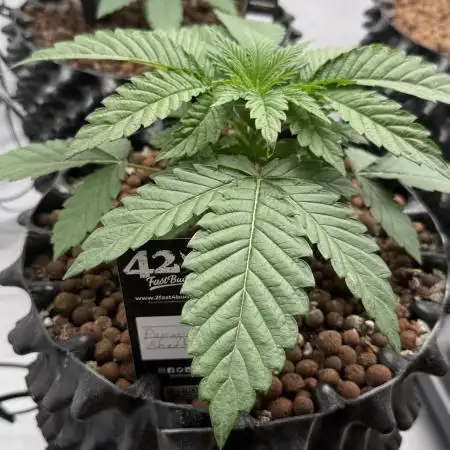 Fastbuds