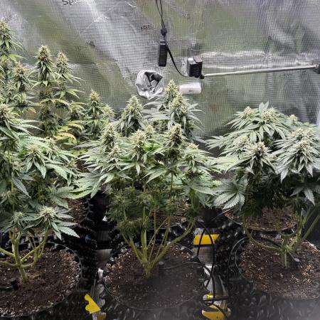 FastBuds