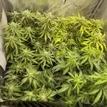 4x Automatics 2. Grow 60x60