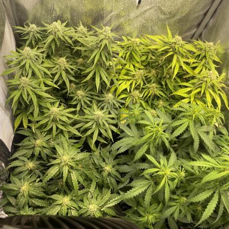 4x Automatics 2. Grow 60x60