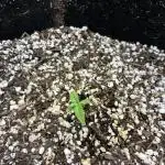 First grow
