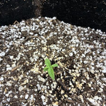 First grow