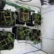 Chocolate Rainbow 1st Mainlining Run