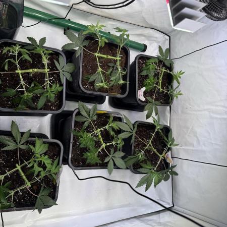 Chocolate Rainbow 1st Mainlining Run