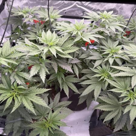 Seriotica (Serious seeds)