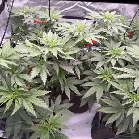Seriotica (Serious seeds)