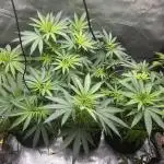 Herbies Mix
